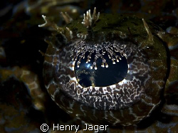 "Croco's Eye"   taken at the Raja Ampat, West Papua by Henry Jager 